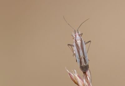 Amblytylus albidus / Buntgrasbreedneus