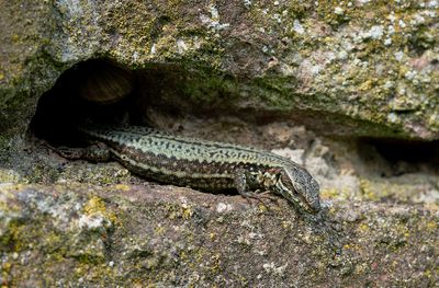 Common Wall Lizard/ Muurhagedis