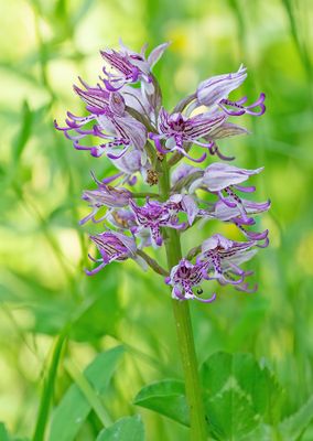 Orchis simia / Aapjesorchis