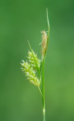 Carex pallescens / Bleke zegge