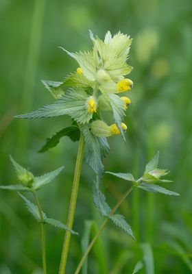 Rhinanthus alectorolophus / Harige ratelaar