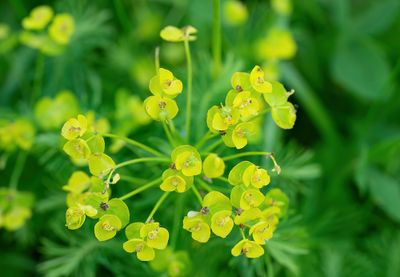 Euphorbia cyparissias / Cipreswolfsmelk