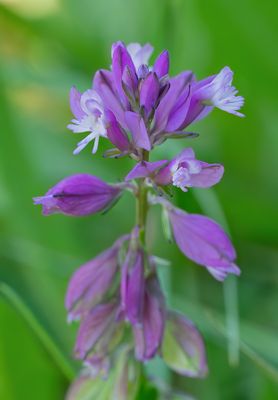 Polygala vulgaris / Gewone vleugeltjesbloem