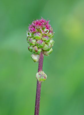 Sanguisorba minor / Kleine pimpernel