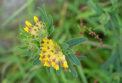 Anthyllis vulneraria / Wondklaver
