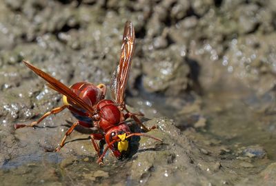 Oriental hornet / Orintaalse hoornaar