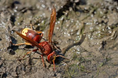 Oriental hornet / Orintaalse hoornaar