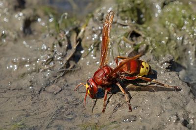 Oriental hornet / Orintaalse hoornaar