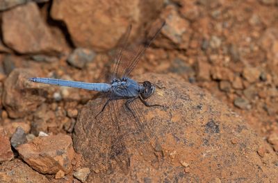 Little skimmer / Kleine oeverlibel