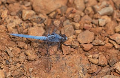 Little skimmer / Kleine oeverlibel