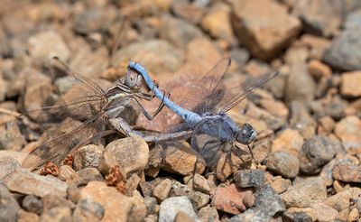 Little skimmer / Kleine oeverlibel