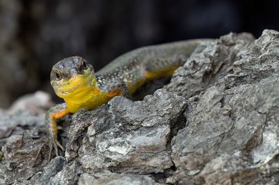 Phoenicolacerta laevis 