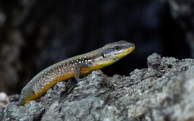 Phoenicolacerta laevis 