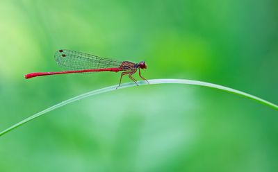 Turkish Red Damsel / Turkse koraaljuffer