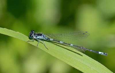 Variable Damselfly / Variabele waterjuffer (ssp. Siasanicum)