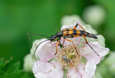 Strangalia attenuata / Slanke smalboktor
