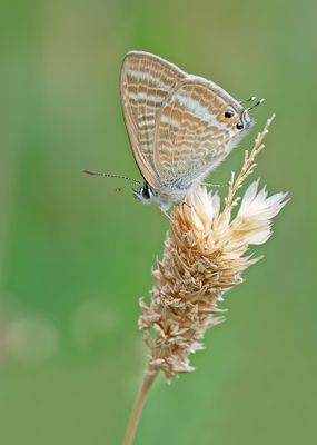 Long-tailed blue / Tijgerblauwtje
