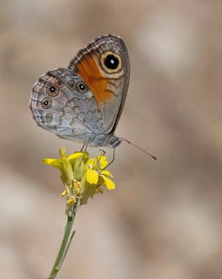 Large wall brown / Rotsvlinder