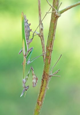 Empusa fasciata