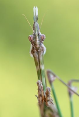 Empusa fasciata