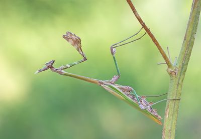 Empusa fasciata