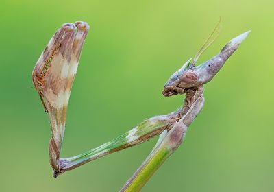 Empusa fasciata
