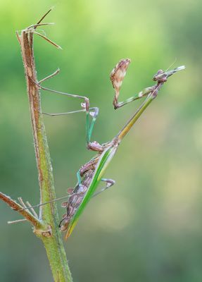 Empusa fasciata