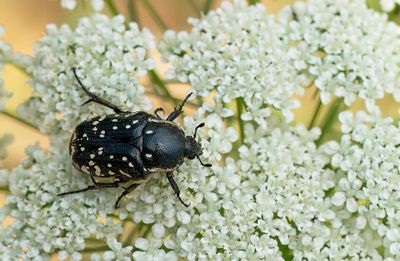 Oxythyrea cinctella 