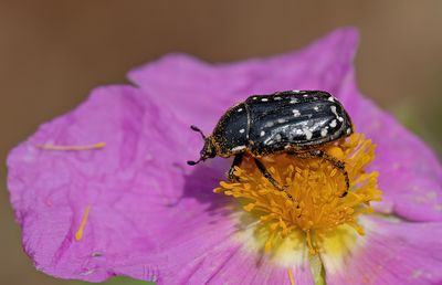 Oxythyrea cinctella 