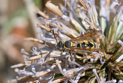 Colpa sexmaculata 