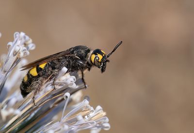 Colpa sexmaculata