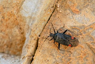Closterotomus annulus