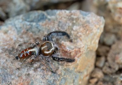 Thyene imperialis