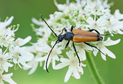 Paracorymbia fulva / Zwarttip-smalboktor
