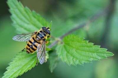 Myathropa florea / Doodskopzweefvlieg