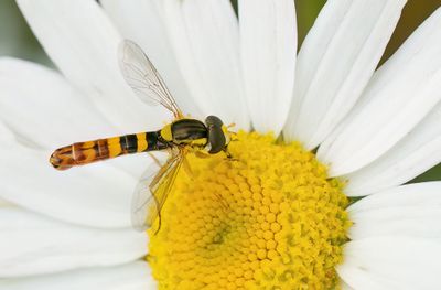 Long Hoverfly / Grote langlijf