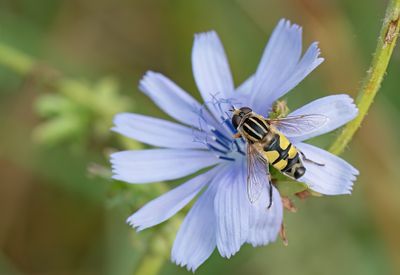 Large Tiger Hoverfly / Citroenpendelvlieg