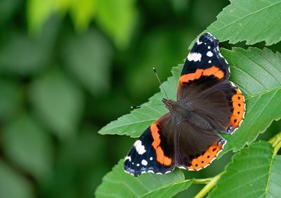 Red admiral / Atalanta