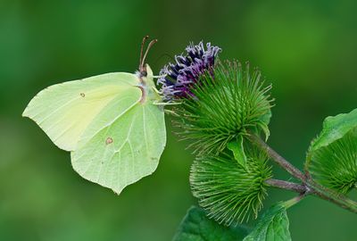 Brimstone / Citroenvlinder
