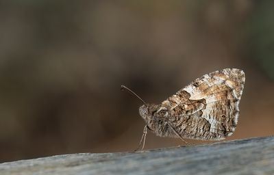 Grayling / Heivlinder 