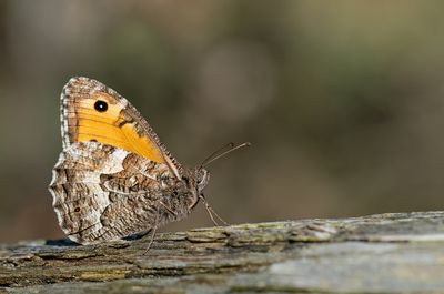 Grayling / Heivlinder