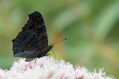 Peacock butterfly / Dagpauwoog
