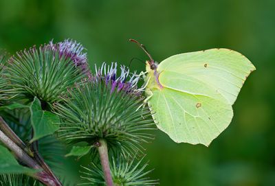 Brimstone / Citroenvlinder 