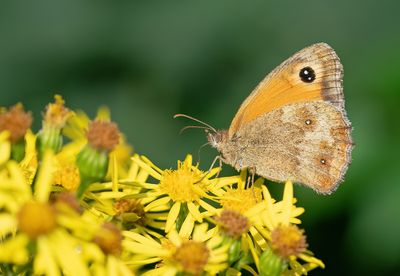 Gatekeeper / Oranje Zandoogje