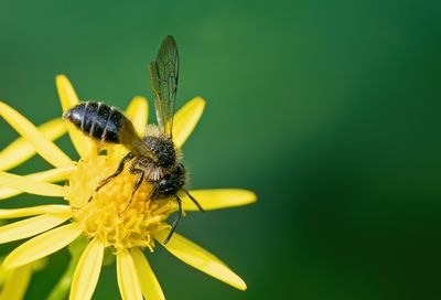 Grey-banded Mining Bee / Kruiskruidzandbij