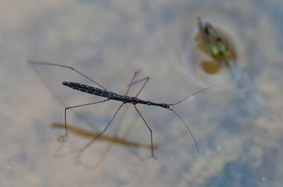 Hydrometra stagnorum / Gewone vijverloper