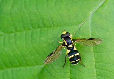 Xanthogramma pedissequum / Gewone citroenzweefvlieg