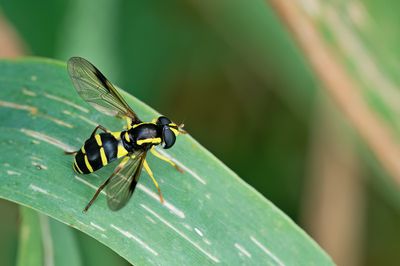 Xanthogramma pedissequum / Gewone citroenzweefvlieg