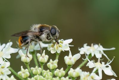 Cheilosia illustrata / Wollig gitje
