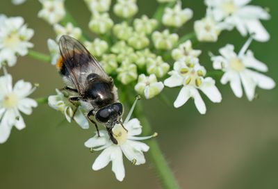 Cheilosia illustrata / Wollig gitje